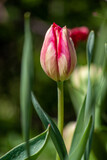 Fototapeta Tulipany - tulip in the garden