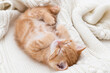 Sleeping red haired kitten of the British race