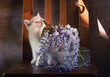 Spring still life with blooming wisteria and a British kitten