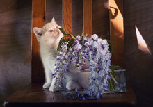 Spring Still Life With Blooming Wisteria And A British Kitten