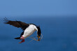 Imperial Shag (Phalacrocorax atriceps albiventer) in flight carrying vegetation to be used as nesting material on Sea Lion Island in the Falkland Islands
