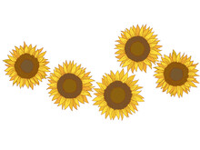 Sunflower Painting. Hand-drawn Vector Illustration. White Background. 2