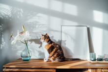 Modern Minimalist Style Interior With White Poster Mockup, Candles, Lily Flowers In Vase And Relaxed Cat On A Wooden Console Under Sunlight And Home Plants Shadows On A Gray Wall. Selective Focus