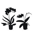 © Mar - Vector set of realistic flowers orchids, phalaenopsis. Realism modern silhouettes plants pot. Flat design template.