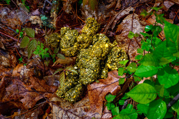 Wall Mural - One of the largest piles of bear scat I've ever found in the woods by our yard here in Windsor in Upstate NY.  Kinda scary when you find this close to your home.