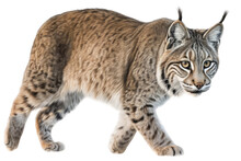 An Isolated Bobcat (Lynx Rufus), In Motion, Preservation, Elusive Wildlife, Wildlife-themed, Photorealistic Illustration On A Transparent Background Cutout In PNG. Generative AI