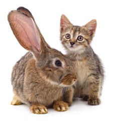 Canvas Print - Brown rabbit and brown striped kitten.