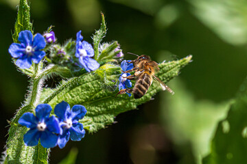 Canvas Print - bee on a flower