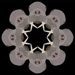 Round animal mandala of frame with walrus heads. Odobenus rosmarus. On black background.