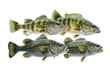  isolated  Large mouth Bass swimming side view in different patterns, fishing-themed photorealistic illustration on a transparent background cu,tout in PNG. Generative AI
