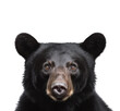 face of a cute little black bear looking straight into the camera, cut-out wildlife poster, card or design element isolated over a transparent background, generative AI
