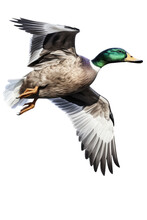 An Isolated  Mallard Duck(Anas Platyrhynchos) In Flight Side View , Preservation, Wildlife-themed, Photorealistic Illustration On A Transparent Background Cutout In PNG. Generative AI