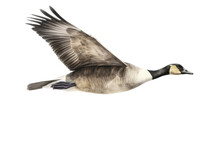 An Isolated Canadian Goose In Flight, Migration, Sport Hunting, Wetlands, Preservation, Wildlife-themed, Photorealistic Illustration On A Transparent Background Cutout In PNG. Generative AI