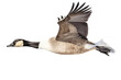 an isolated Canadian Goose in flight, migration, sport hunting, wetlands, preservation, Wildlife-themed, photorealistic illustration on a transparent background cutout in PNG. Generative AI