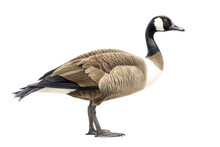  An Isolated Canadian Goose Standing And Sitting, Migration, Sport Hunting, Wetlands, Wildlife-themed, Photorealistic Illustration On A Transparent Background Cutout In PNG. Generative Ai