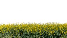 Canola Yellow Flowers, Rapeseed Yellow Field View Isolated,  Graphic Suitable For Banner Poster Or Label Or Greeting Card.