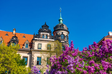 Wall Mural - Cityscape over historical and touristic center in Dresden downtown at Spring sunny day, blue sky and lilac purple flowers