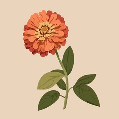 Wall Mural - Zinnia flowering plant isolated created with Generative AI technology