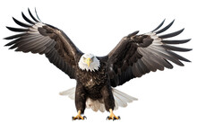 An Isolated  Bald Eagle (Haliaeetus Leucocephalus) , Front View Wings Spread Open, Preservation, Wildlife-themed, Photorealistic Illustration On A Transparent Background Cutout In PNG. Generative AI