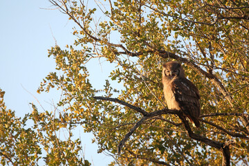 Milchuhu / Verreaux's eagle-owl  / Bubo lacteus.