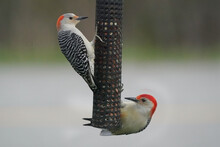 Male And Female Red Bellied Woodpeckers On Feeder