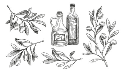 Olive branch sketch