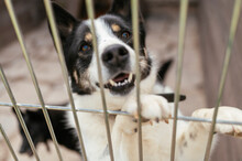A Shelter Dog Behind Bars Is Waiting To Be Adopted