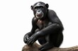 Bonobo Animals and wildlife
