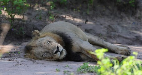 Wall Mural - Close up of big male adult Lion lying down in natural habitat