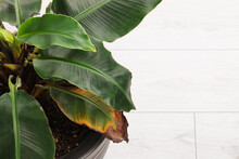 Houseplant With Damaged Leaf Indoors, Closeup. Space For Text