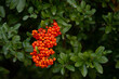 Closeup view of the orange red autumn berries of the Cotoneaster franchetii, a shrub native to southwestern China, but popularly grown elsewhere as ornamental hedges