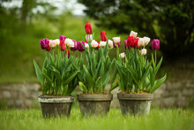 Composition Of Tulips In Old Clay, Rustic Pots