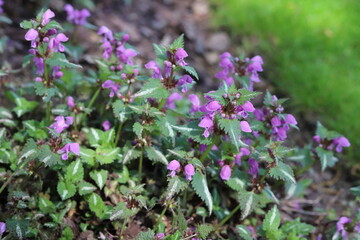 Wall Mural - Lamium maculatum Roseum. Spotted henbit, spotted dead nettle, purple dragon in spring garden.