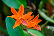 Orange cattleya | Guarianthe aurantiaca
