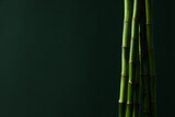 Fototapeta Dziecięca - Concept of tropical and summer plant - bamboo