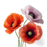 Fototapeta Maki - Bouquet of colourful poppy poppies flower plant isolated on white background. Flat lay, top view. macro