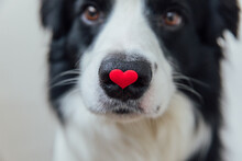 St. Valentine's Day Concept. Funny Portrait Cute Puppy Dog Border Collie Holding Red Heart On Nose Isolated On White Background, Close Up. Lovely Dog In Love On Valentines Day Gives Gift.