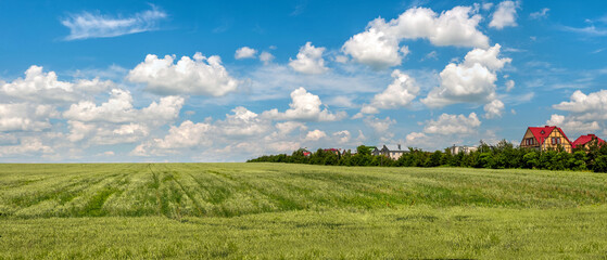 Wall Mural - A green wheat field on the hills, a village on the horizon and a blue cloudy sky. Wide photo.