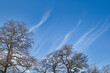 Blue sky with cirrus clouds above tree tops