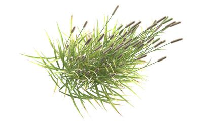 Sticker - Various types of grass, foxtail grass 