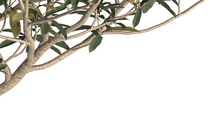 various types of tree branch plants bushes shrub and and small plants isolated