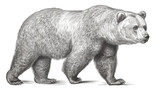 Fototapeta Zwierzęta - drawing of bear
