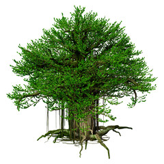 Wall Mural - 3d rendering banyan tree on white