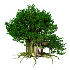 Wall Mural - 3d rendering banyan tree on white