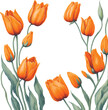 watercolor illustration of spring orange tulips frame isolated. Template of spring flowers for floral design