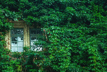View Of Antique Window And Of A Wall Covered With Ivy. Copy Space.