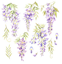 Watercolor Hand Drawn Wisteria Illustration Set. Wisteria Flowers And Leaves