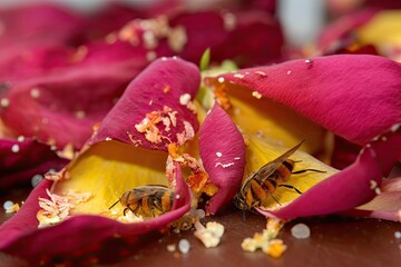 Sticker - close-up of rose petals, covered in pollen and ready to be pollinated, created with generative ai