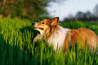 Sheltie - shetland sheepdog on the green grass meadow.