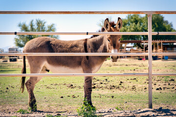 Wall Mural - Donkey in Marana 2